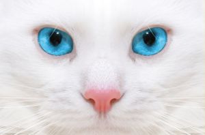 Biologia-Animal-el-ojo-de-los-gatos-1